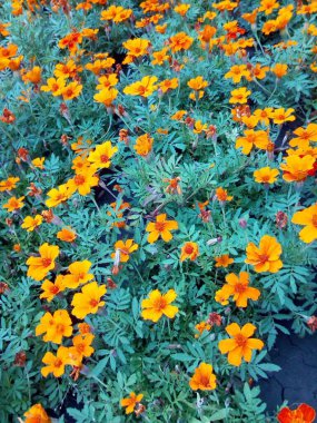 Karda mavi yapraklı turuncu ve kırmızı karanfiller