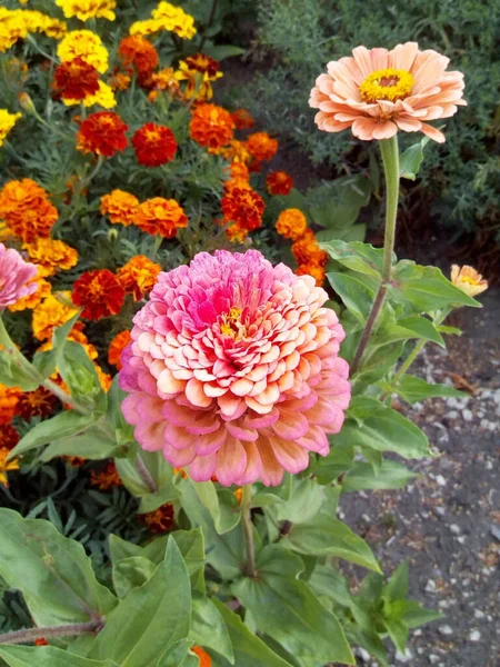 Oranje Rode Anjers Met Blauwe Bladeren Bloemen Sneeuw — Stockfoto