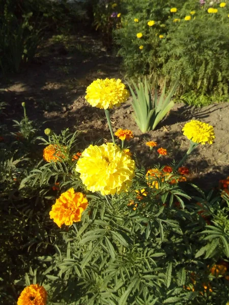 Claveles Color Naranja Rojo Con Flores Hojas Azules Nieve —  Fotos de Stock