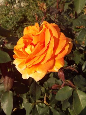 Karda mavi yapraklı turuncu ve kırmızı karanfiller