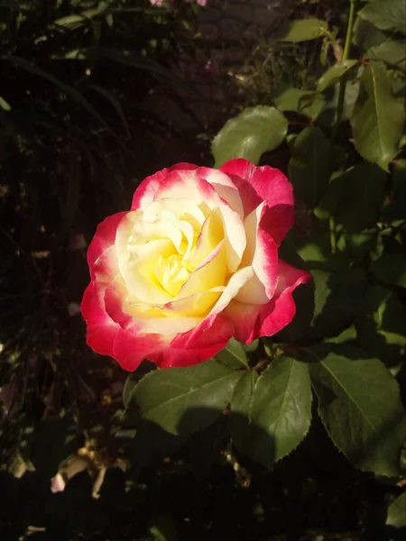 Claveles Color Naranja Rojo Con Flores Hojas Azules Nieve — Foto de Stock