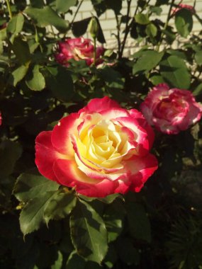 Karda mavi yapraklı turuncu ve kırmızı karanfiller