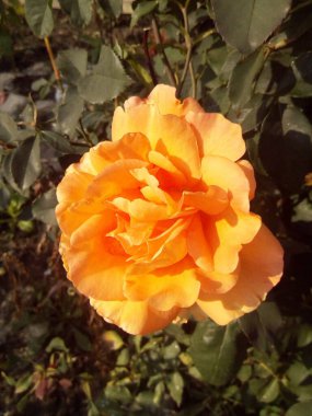 Karda mavi yapraklı turuncu ve kırmızı karanfiller