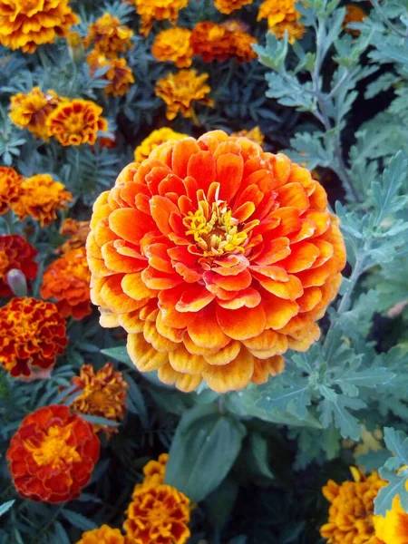 Orange Und Rote Nelken Mit Blauen Blättern Schnee — Stockfoto