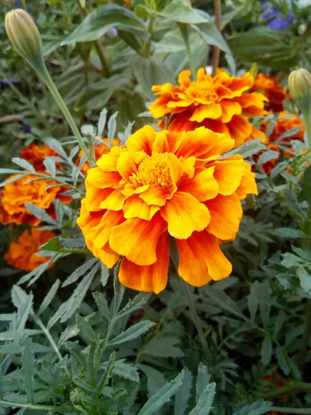 Cravos Laranja Vermelho Com Folhas Azuis Flores Neve — Fotografia de Stock