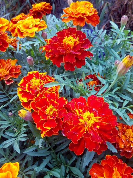 Orange Och Röda Nejlikor Med Blå Blad Blommor Snön — Stockfoto