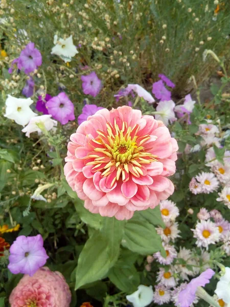 雪の中に青い葉の花を持つオレンジと赤のカーネーション — ストック写真