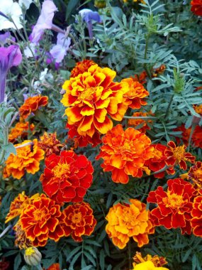 Karda mavi yapraklı turuncu ve kırmızı karanfiller