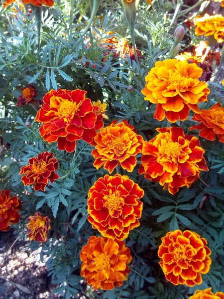 Cravos Laranja Vermelho Com Folhas Azuis Flores Neve — Fotografia de Stock