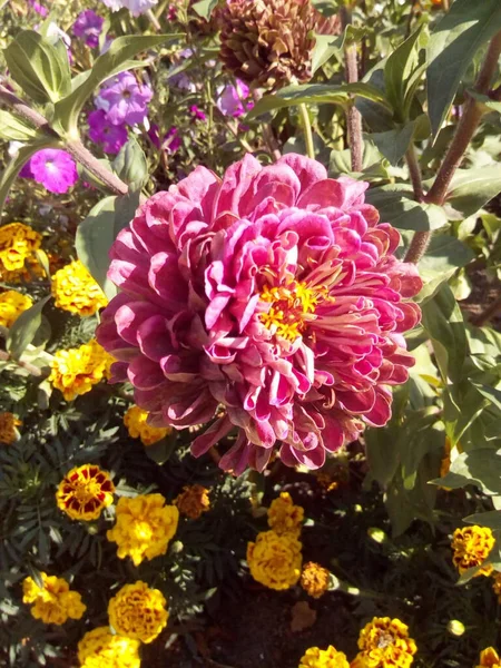 Oranje Rode Anjers Met Blauwe Bladeren Bloemen Sneeuw — Stockfoto