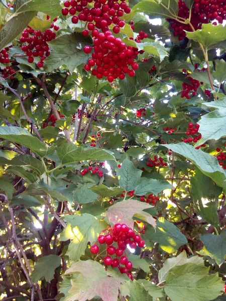 Помаранчеві Червоні Гвоздики Синім Листям Квіти Снігу — стокове фото