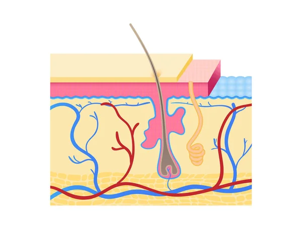 Camadas de pele humana Ilustração vetorial. Secção transversal da pele humana com folículo piloso, vasos sanguíneos e glândulas. —  Vetores de Stock