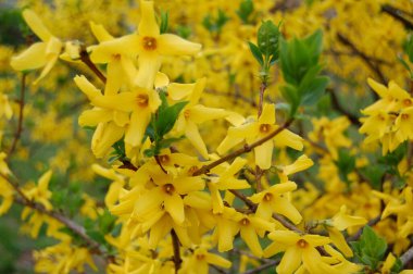 Baharda ağaçta sarı çiçekler. Yakın plan.