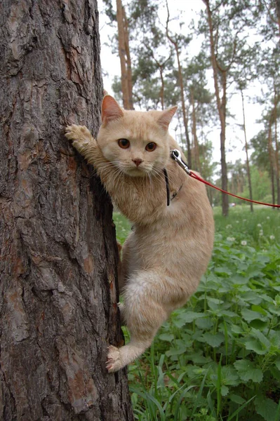 의나무에 고양이 — 스톡 사진