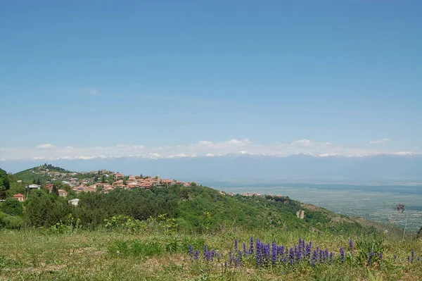 Veduta Della Città Sighnaghi Georgia Una Fiorita Valle Primaverile — Foto Stock