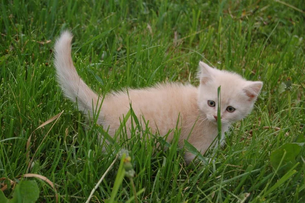 Gatinho Britânico Creme Passeio Grama Verão — Fotografia de Stock