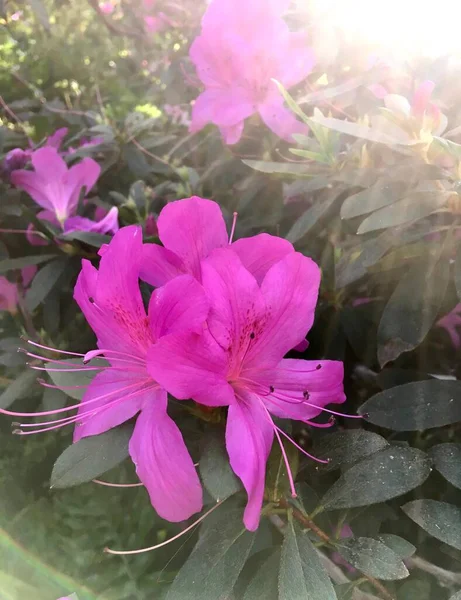 Güneş Işığında Pembe Açelya Çiçeğinin Yakın Çekimi — Stok fotoğraf
