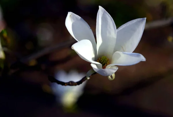 Magnolia Blanca Primer Plano Primavera —  Fotos de Stock