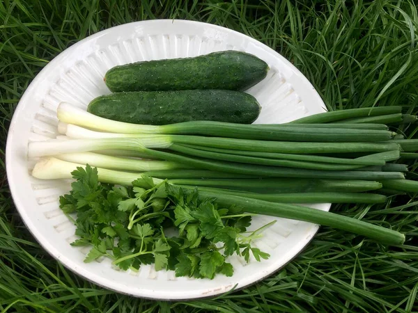 Plate Greens Food Grass — Stock Photo, Image