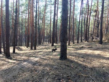 Güneş ışığındaki manzara bahar ormanı