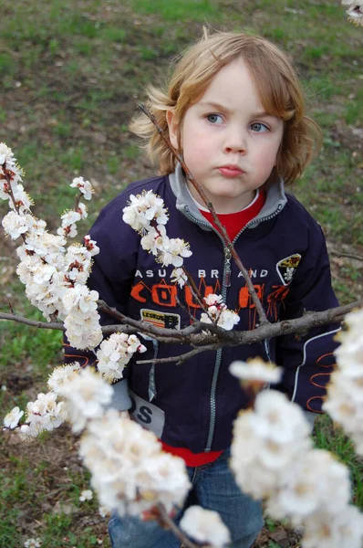 Хлопчик Довгим Світлим Волоссям Грає Парку Навесні Біля Квітучого Дерева — стокове фото