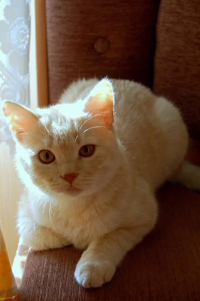 Cream British Cat Sitting Sunlight Interior — Stock Photo, Image