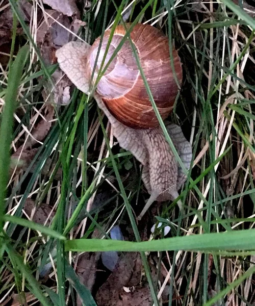 Large Snail Crawling Grass Close — Stock Photo, Image