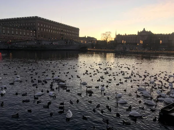 Muitos Cisnes Baía Estocolmo Noite Inverno — Fotografia de Stock