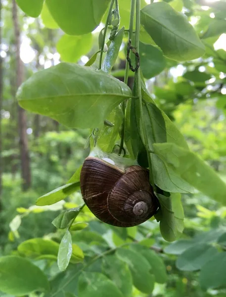 공원의 초록빛 매달려 달팽이 — 스톡 사진