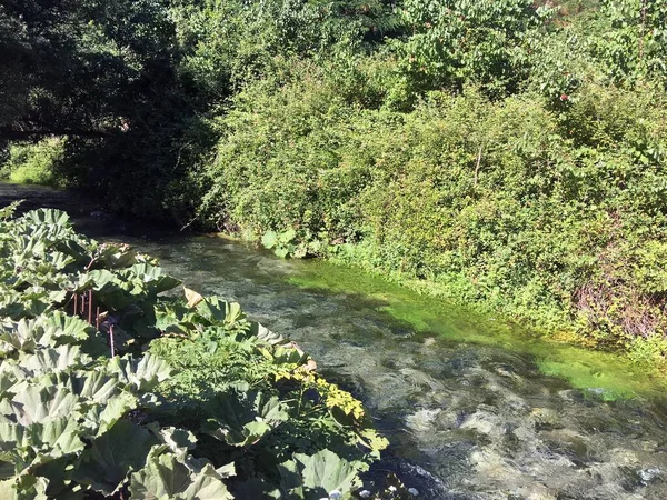 Eau Pure Limpide Une Rivière Montagne Dans Forêt Albanie — Photo