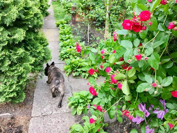 Summer Garden Flowering Plants French Bulldog Dog Path — Stock Photo, Image