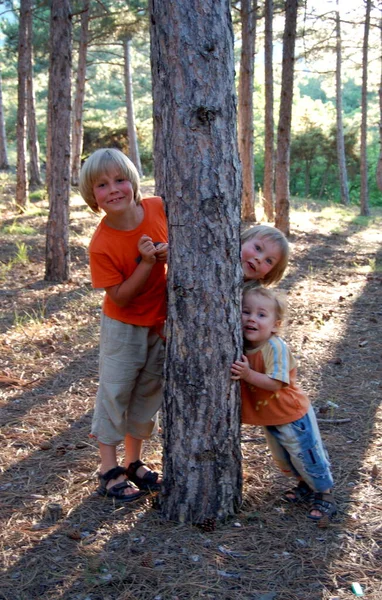 Barn Pojkar Bröder Leker Nära Ett Träd Promenad Sommarskogen — Stockfoto