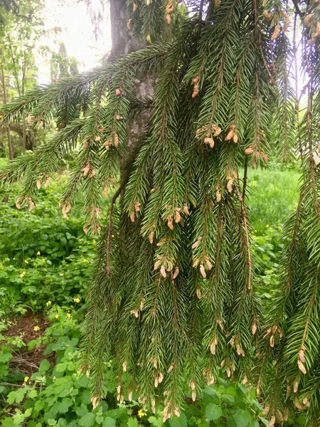 Green Fresh Pine Branch Small Cones Spring Garden — Stock Photo, Image