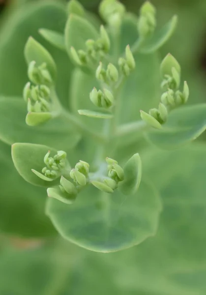 Sappro Japonya 'da yumuşak yeşil çiçek çok rahattır.