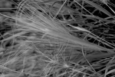 Sapporo Japonya 'da huzur veren pipetler var.