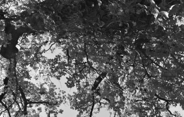 Tuscany İtalya 'sında, güneşin altında bizi güzelce kucaklayan bir orman.