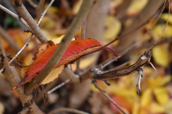 Japonya Sapporo 'da sonbaharın son anında parlaklığı yaymak.