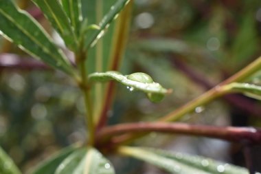 Suyun damlası, Toskana İtalya 'daki değerli bir hediye gibi elden ele geçti.