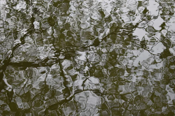 Ağaçlar Sapporo Japonya 'daki terk edilmiş limanın su yüzeyine yansıdı.