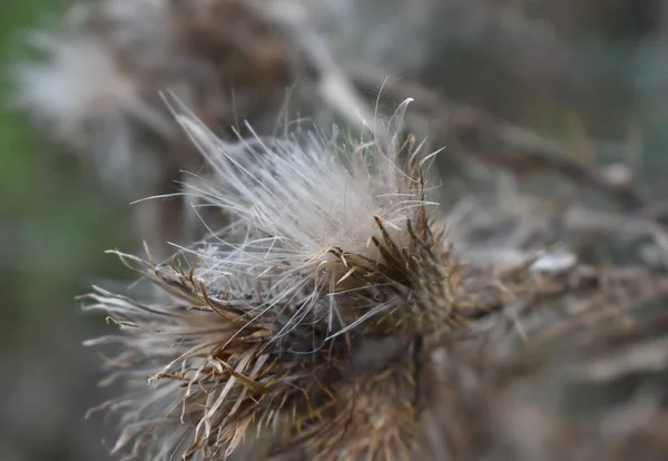Yumuşak tohumlar Japonya Sapporo rüzgarı boyunca uçup gitti.