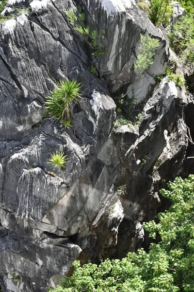Sert kayalar, Da Nang Vietnam 'daki Mermer Tapınak Dağı' nda yaşamın gücünü gösteriyor.