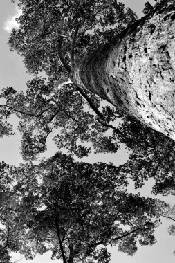 Da Nang Vietnam 'da gördüğüm en uzun ağaca bakıyorum.