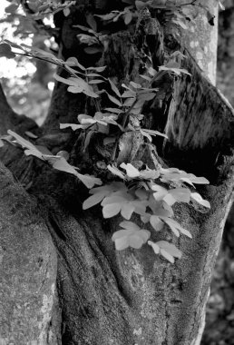 Da Nang Vietnam 'daki tarih tarafından korunan yeni bir hayat.