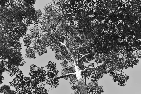 Devasa ağaçlar Da Nang Vietnam 'daki bu tarihi parkı çevreledi.