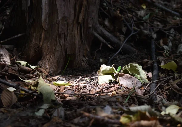 Tapınak göleti Sapporo Japonya 'daki ağacın altındaki ışık.