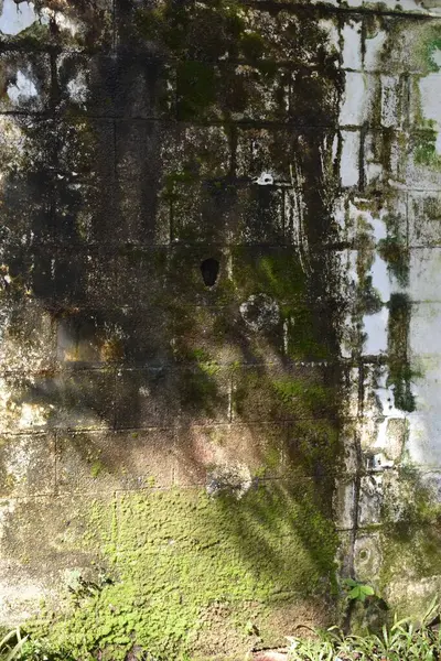 Yeşil yosun, Da Nang Vietnam 'da tuvalde kendini ifade ediyor.