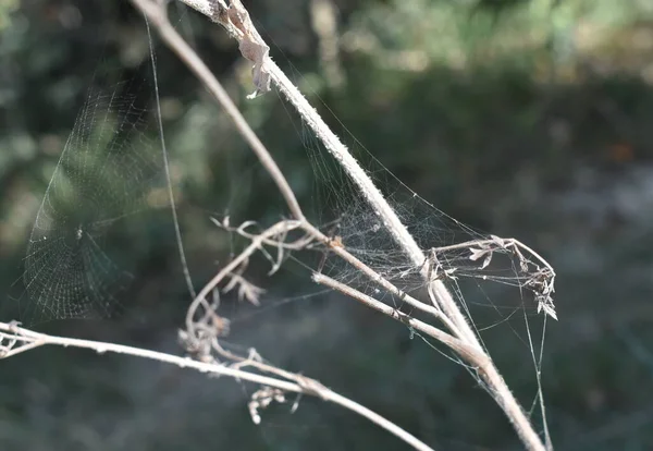 Toskana Talya Daki Örümcek Ağının Soyut Inşası — Stok fotoğraf