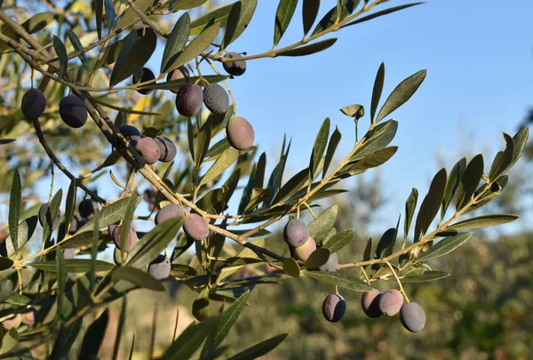 The olive tree on the soft evening sun in Tuscany Italy