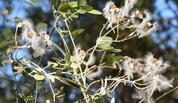 Rüzgârlı hava Toskana İtalya 'sında çiçeklerin ince kokusunu yayıyor.