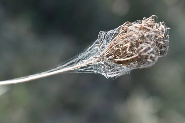 Toskana İtalya 'da örümcek ağı tarafından güzelce sarılmış.